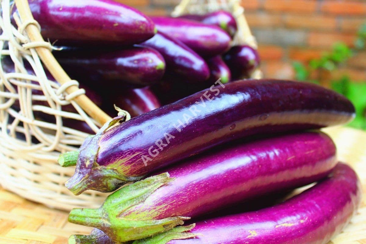 Terong ungu - gambar 2