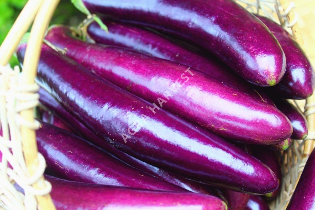 Terong ungu - gambar 3