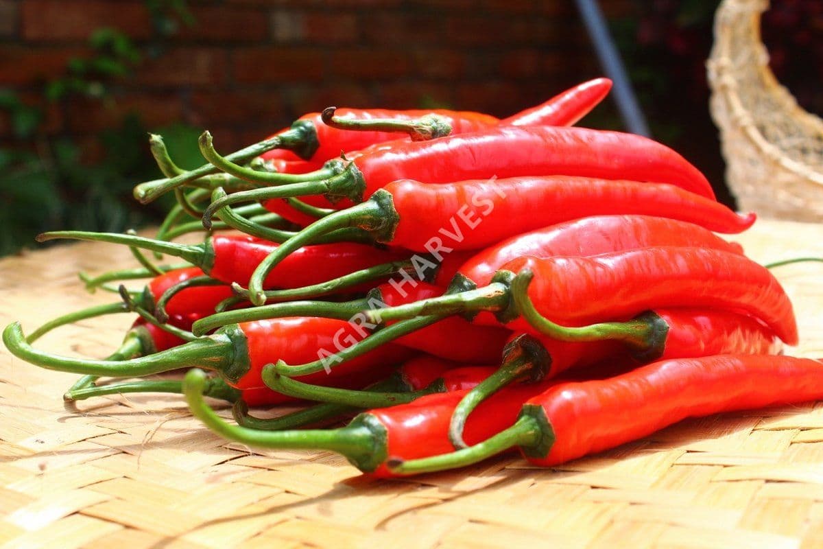 Cabe Merah Besar - gambar 2