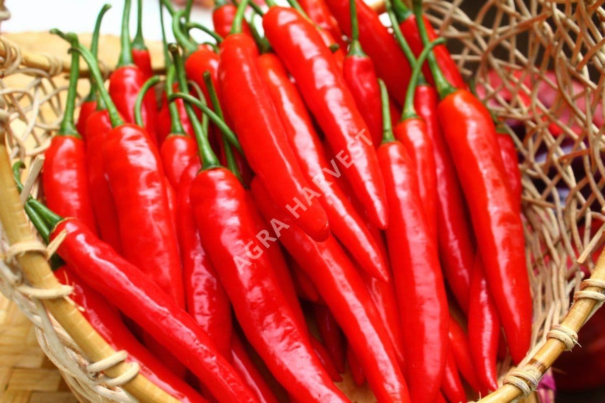 Cabe Merah Besar - gambar 3