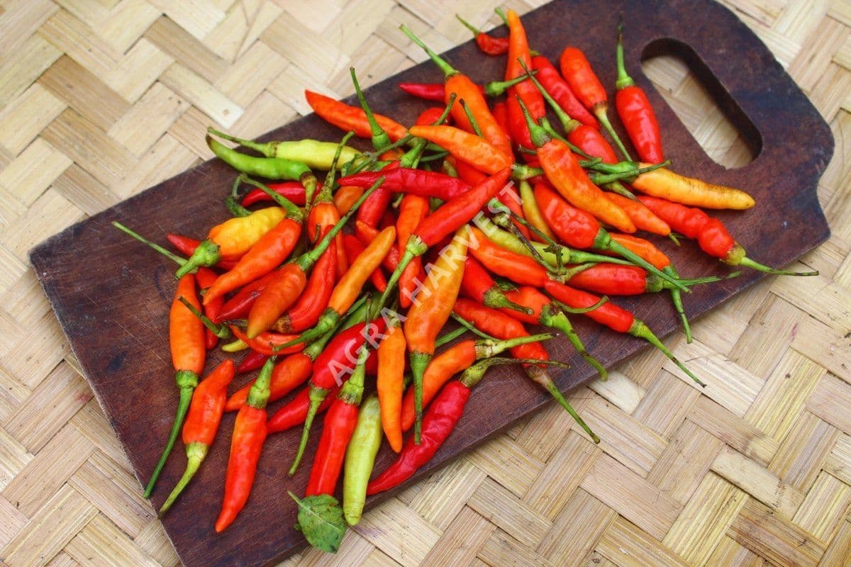 Cabe rawit - gambar 2