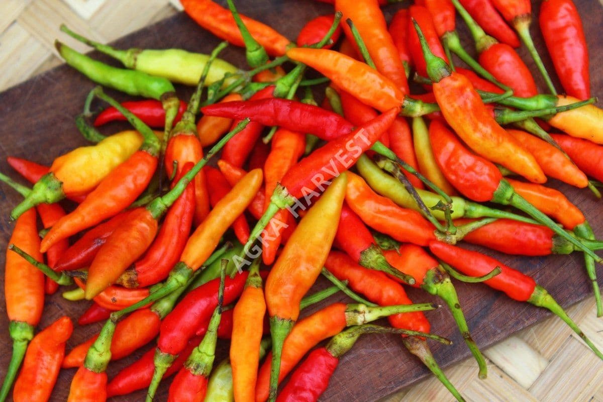 Cabe rawit - gambar 3