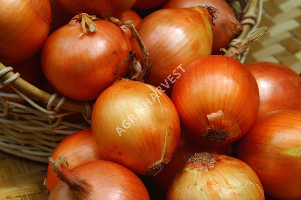 Bawang bombai - gambar 3