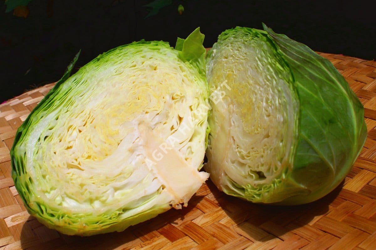 Kubis (Kol) - gambar 2